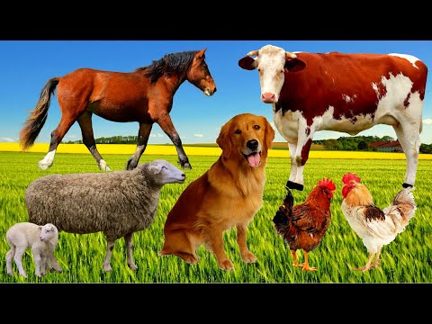 , title : 'Звуки Фермы-Звуки сельских животных-домашние животные-домашний скот-Farm animals'
