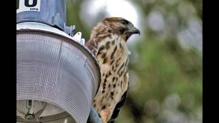 Maroon 5 - &quot;I Shall Be Released&quot;