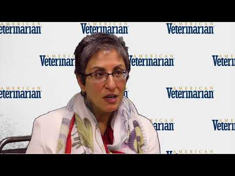 Are Risks Higher for Cats Undergoing Anesthesia?