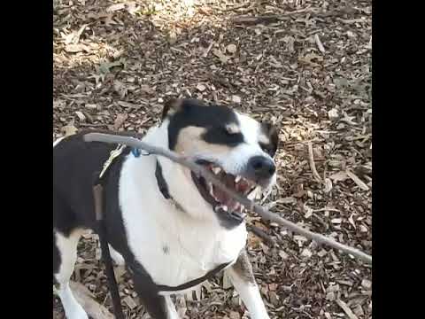NYC Dog Walking Company video.
