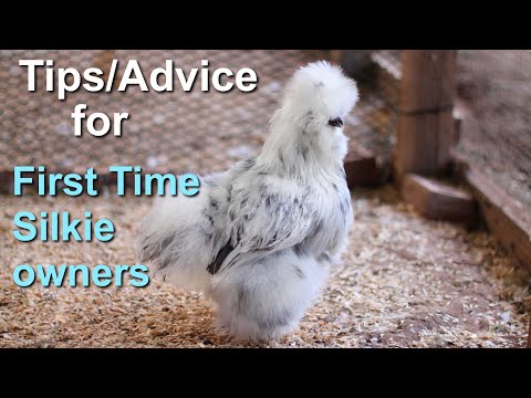 Tips and Advice for for raising Silkie chickens!