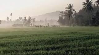 Download lagu Status WA (Sawah) mp3 Download lagu Status WA (Sawah) mp3