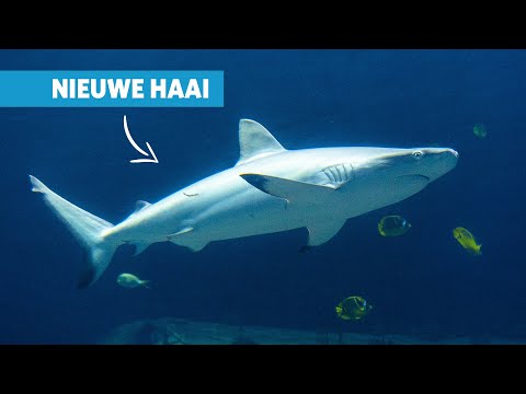 Nieuwe grote haai in de Ocean aangekomen🦈