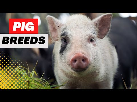 , title : 'Top 5 Pig Breeds For Beginners On A Small Farm!'