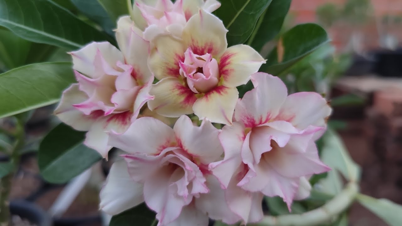 Vamos vê rosas do deserto? Piauí pegando fogo 🥵 escaldando os enxertos #rosasdodeserto