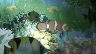 TRACY CHAPMAN  (I&#39;M READY)