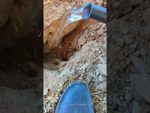 Why Did I Flood This Hole In The Chicken Coop? #chickencoop