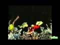 Classic Sesame Street Elmo Is Lost At The Ocean Take 1