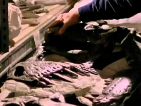 When Dinosaurs Ruled  Tyrannosaurus Rex