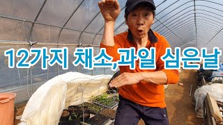 비닐하우스 안에 12가지 채소,과일 심었습니다 귀농귀촌 전원일기 텃밭 주말농장