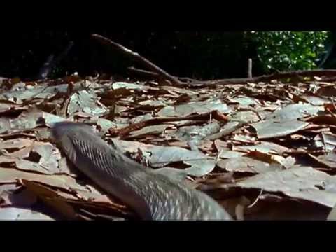 Cordados - Somos Todos Família