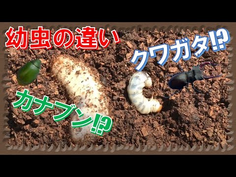 カブトムシとコガネムシの幼虫の見分け方は？両者の 5 つの違い + 写真とビデオ  庭園
