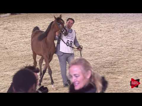 N.68 BARQ AL SALEM - 2019 Qatar International show - Yearling Colts (Class 4B)