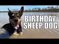 Is Typo the HAPPIEST Dog on Earth? Australian Sheep Farm Vlog