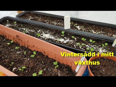 Vintersådd i mitt växthus