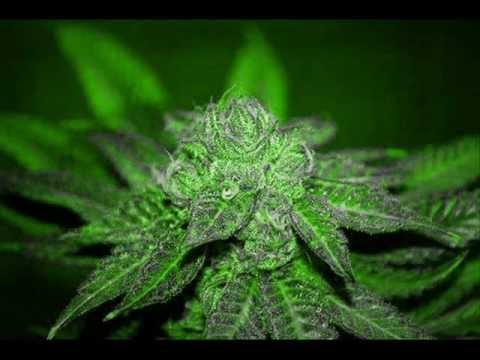 Mix Reggae " mejores canciones para fumar mariguana"! - Rarec SoundSystem