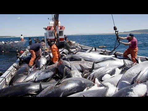 Amazing Tuna Fishing Boat In The Deep Sea: Fisherman's Life In The Ocean