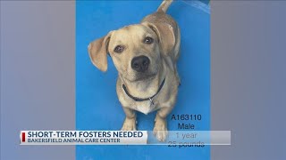 Short-term fosters needed for animals at Bakersfield Animal Care Center