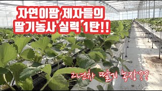 딸기 초보에게 배우는 딸기 이파리 작업 관리 방법은??? 근데 2년차 농사를 이정도로???? 행복한 딸기 농…