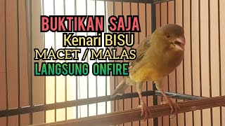 Download lagu Kenari Gacor Cuit cuit Ngerol TAJAM, TERAPI AMPUH Kenari MACET, Pancingan Kenari Paud Belajar Bunyi mp3 Download lagu Kenari Gacor Cuit cuit Ngerol TAJAM, TERAPI AMPUH Kenari MACET, Pancingan Kenari Paud Belajar Bunyi mp3
