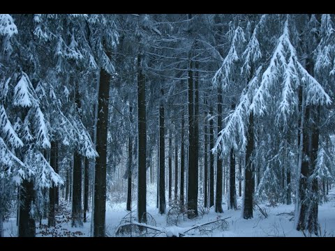 Sníh 3. díl - Severské krimi