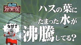 ハスの葉にたまった水が沸騰するように見えるはなぜ？：クイズ滋賀道