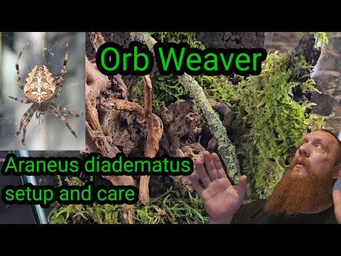 orb weaver spider setup and care // uk spider Araneus diadematus #spider #uk