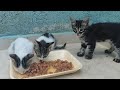 I Went To The Pet Shop And Bought Wet Food The Kittens Were Fed And The Big Cats Were Fed Too