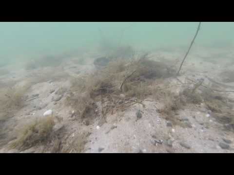 Grain Snake under water