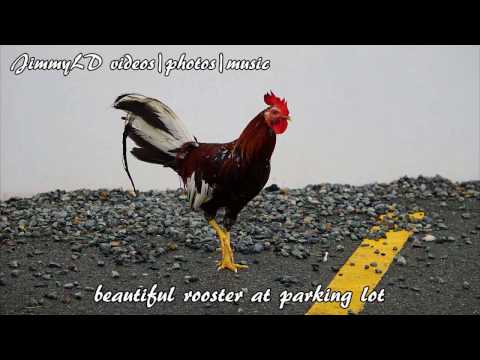 US Virgin Island wild rooster at parking lot and roadside  金鸡迎春节