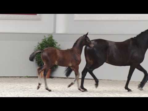 Hengstfohlen vom Morricone