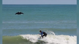 Manta ray goes viral after photobombing surfers in Florida