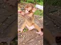 Cute Baby Monkey YoYo Monkey BiBi Monkey Monkey Banana Baby Monkey Best Monkey Moments