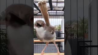 Download lagu BURUNG CIBLEK KRISTAL GACOR mp3