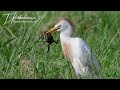 Egret Eats Toad Brazoria National Wildlife Refuge
