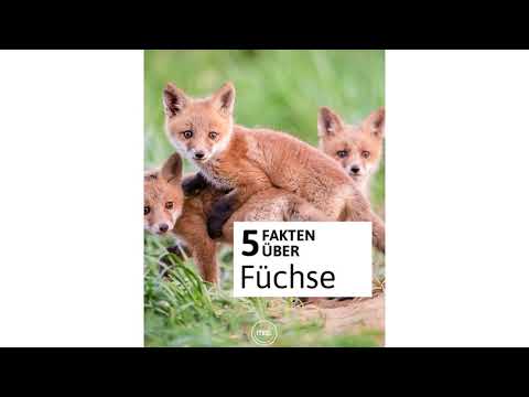 5 Fakten über Füchse