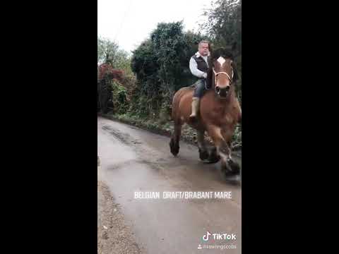 , title : 'Jane 9 year old riding mare. Belgian Draft Horse Brabant ardennes trekpaard'