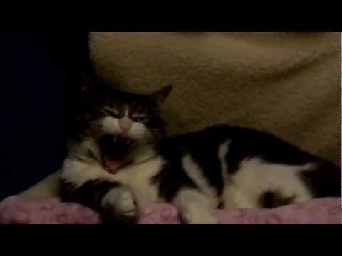 Simmy The Fat Ninja Cat 1