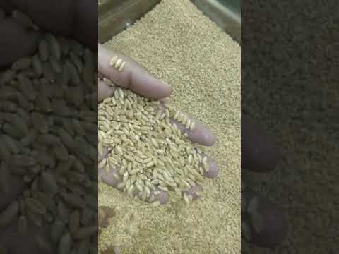 25 kg wheat grains 4037