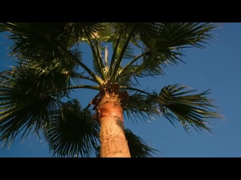 Palm Tree Stock Video