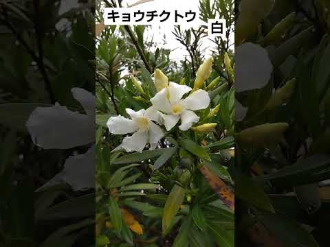 キョウチクトウの葉が黄色くなるのはなぜですか?問題を解決するために問題を診断するにはどうすればよいでしょうか?  庭園