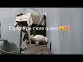 Queen Explorer
