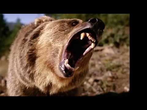 Slicka D - Animal - Natnetic Records (C) 2014