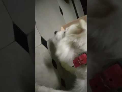 gastric problem to my dog ☹️☹️🙁🙁 we are giving tablets 😥 just awesome idea try this 👆👌👌