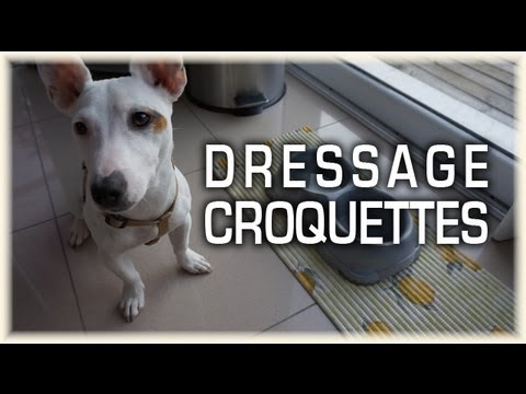 download lagu mp3 mp4 Croquette Pour Chiot Jack Russel, download lagu Croquette Pour Chiot Jack Russel gratis, unduh video klip Croquette Pour Chiot Jack Russel