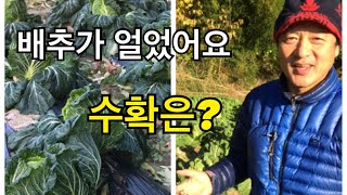 #15 배추가 얼면 수확은 어떻게 하지? / 한아름 통큰배추 무 재배기술 제15편 얼었던 배추 수확방법
