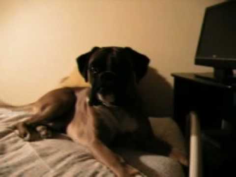 Leo The Best di Matteo Di Gioia