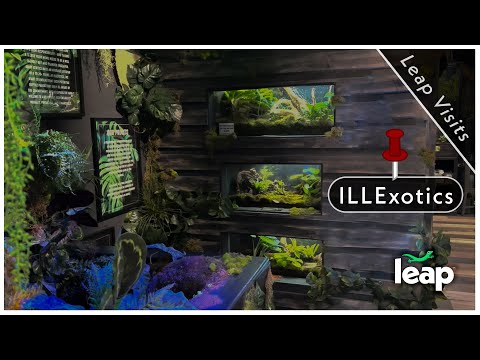 Leap Visits a SUPER COOL store! ILLEXOTICS!