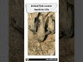 Dried fish come back to life