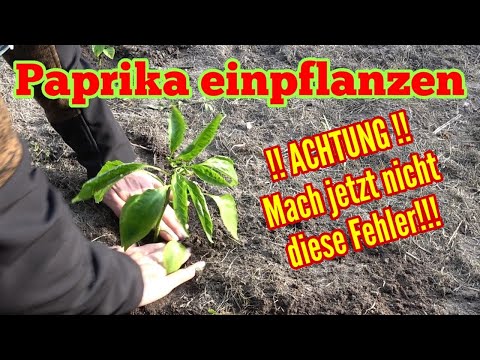 Paprika einpflanzen: Fast ALLE machen jetzt diese FEHLER! Darauf UNBEDINGT achten